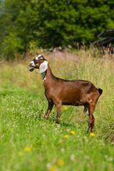 A brown young goat in a meadow looks wary