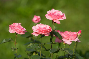 Beautiful pink garden roses on a green blurred background