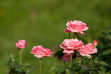 Garden pink roses on a green blurred background