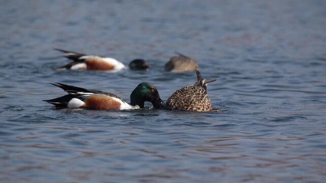A pair of Northern Shoveler ducks feeding by spinning on the water's surface at 60fps