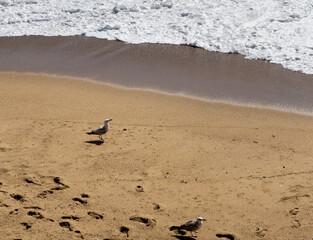 Seagulls walking on sandy beach with ocean waves approaching the shore, visible footprints in the