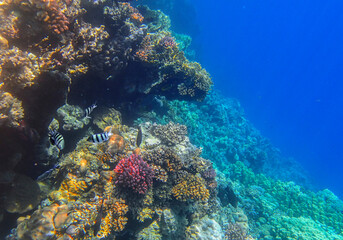 Sergeant fish abudefduf swimming near red pocillopora and yellow millepora colonies, tropical