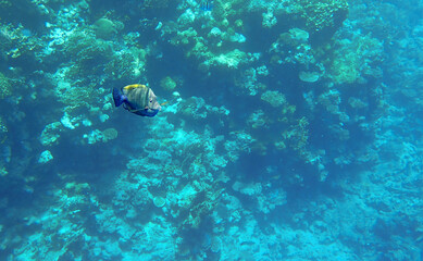Triggerfish balistapus swimming near coral reef colonies in blue marine habitat, tropical
