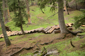 Pinewood piles are cut into logs to build houses and use as fuel at Pahagam.  Located in Jamu-Kashmir, India.