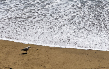A lone seagull stands on the sandy beach near foamy waves of the Atlantic Ocean, creating a peaceful