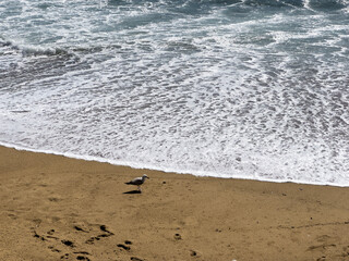 A lone seagull stands on the sandy beach near the shoreline as waves roll in and white sea foam