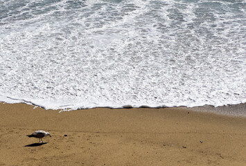 A lone seagull stands quietly on the sandy shore as the foamy Atlantic waves roll onto the beach in