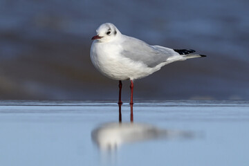 Black headed Gull standing on a wet sandy beach