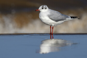 Black headed Gull standing on a wet sandy beach