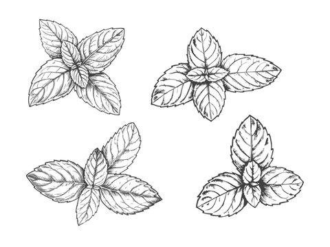 Detailed mint leaf sketch illustration, showcasing its textured veins and natural shape. Perfect for botanical art, culinary designs, herbal packaging, and nature-themed projects.