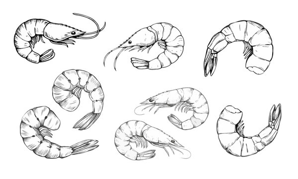 Hand-drawn sketch illustration of a shrimp with detailed lines and shading. This vintage-style shrimp design is perfect for seafood menus, packaging, prints, and sea food projects.ShrimpBundle