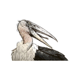 A close-up portrait of a marabou on a white background