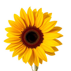 Fototapeta premium A single bright yellow sunflower with green leaves and stem isolated on transparent background A single bright yellow sunflower with green leaves and stem isolated on transparent background