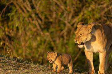 lion cub in the wild