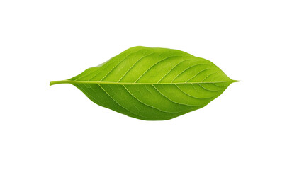 Obraz premium Green leaf isolated on white background for nature botanical design organic plant and eco concept illustration
