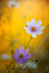 Cosmos flowers (Cosmos bipinnatus) in the garden, floral wallpaper, background for your design