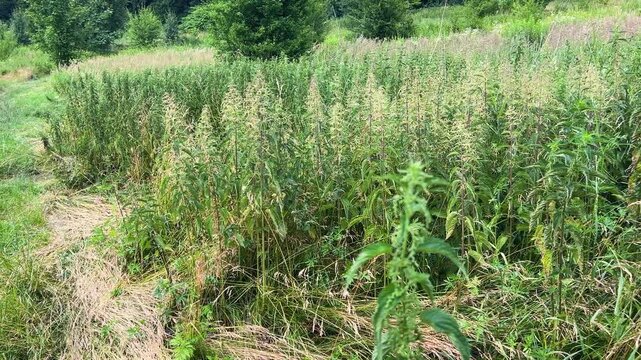 A meadow with wild plants and flowers, particularly honey stevia (Stevia rebaudiana), also known as honey grass. It is a perennial herbaceous plant from the Asteraceae (Compositae) family.