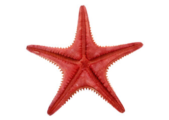 Red starfish backside on white background png isolated on a transparent background