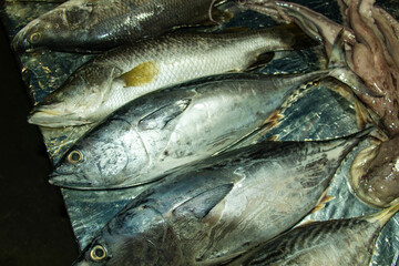Fresh fish displayed on a metal surface, tuna at a seafood market