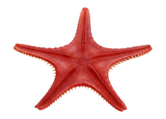 Red starfish underside with serrated edges isolated on a transparent background marine life