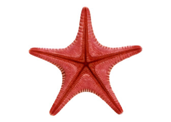 Red starfish underside view on transparent background isolated on a transparent background