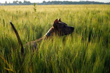 A Staffordshire Terrier dog in a field in the grass in summer. Tail and head