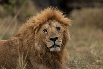lion in the grass
