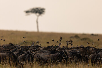 wildebeest in the savannah