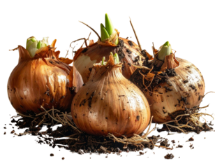  Fresh Scilla Bulbs with Roots and Soil Particles, Isolated