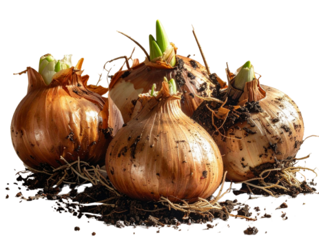  Fresh Scilla Bulbs with Roots and Soil Particles, Isolated