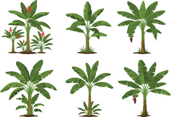 Banana trees illustration, tropical plants vector, green banana leaves, exotic agriculture design, jungle garden foliage, natural fruit tree background