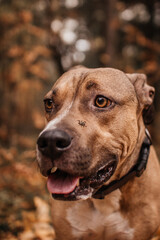 A close-up of a brown pit bull with a tick on its body, showing concern and vulnerability.
