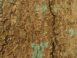 Nature’s story carved in bark