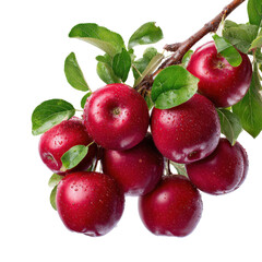Obraz premium Fresh red apples hanging from a branch with green leaves in a bright setting