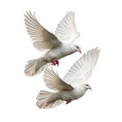 Obraz premium Two white doves in flight against a plain background gracefully soaring through the air