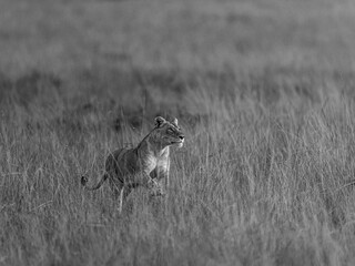 lionnes on hunting