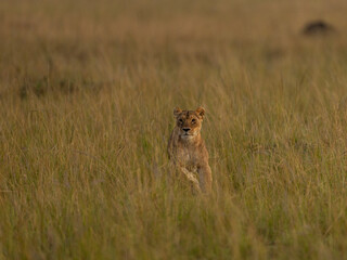 lion running
