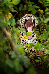 Jaguar Yawn in the Jungle