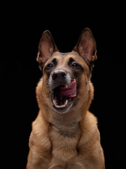 A tan dog sits in vertical pose with tongue out, licking nose in expressive moment on black background.