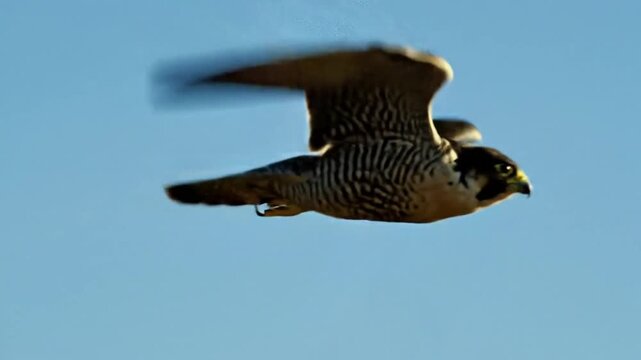 peregrine falcon flying high blue sky
