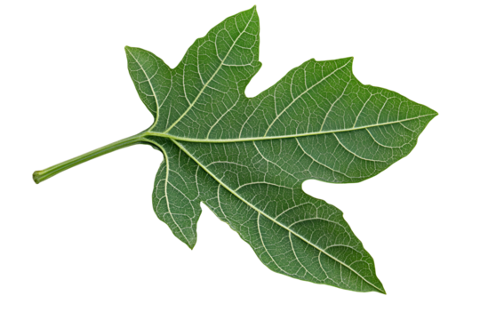 Green jagged leaf with prominent veins isolated on transparent background