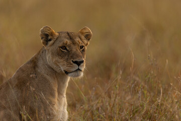 lionness