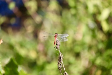 Red dragonfly resting outdoors