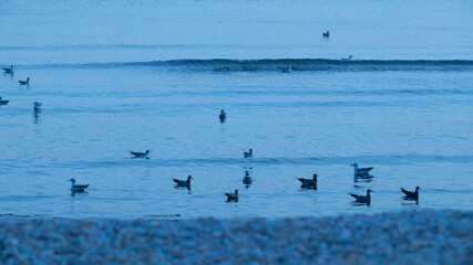 flock of seagulls on the sea
