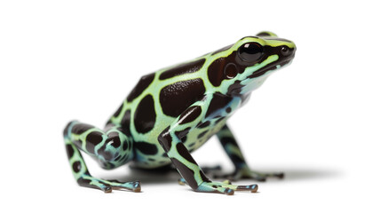 Fototapeta premium A green and black poison dart frog isolated on white background, showcasing its vibrant colors and intricate pattern on its skin
