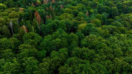 Aerial view of green trees in a forest. Ideal for backgrounds, textures, and patterns.