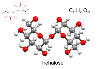 Chemical formula, structural formula and 3D ball-and-stick model of trehalose