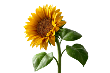 Sunflower and leaves on white backdrop