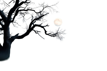Dark tree branches under full moonlight
