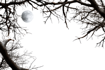 Moonlight shining through barren tree branches